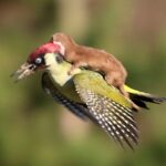 La foto sembra divertente, ma dietro c’è uno scontro tra predatore e preda