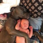 Medico invita a tenere il Pitbull lontano dal neonato, la famiglia racconta la propria esperienza