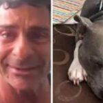 Cerca il suo cane per un anno, poi riconosce Titano in un rifugio