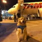 Cane da terapia in aeroporto: tra voli e passeggeri aiuta a ridurre stress e tensione
