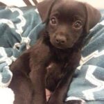 Vede un cane sul ciglio della strada, si ferma e decide di portarlo con sé
