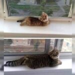 Gattina trovata sola e affamata cambia vita dopo l’adozione: oggi vive serena in casa