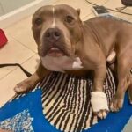 Cade in casa e resta ferito, il cane Ham richiama i vicini e gli salva la vita