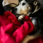Charlie muore dopo 15 anni accanto alla sua famiglia: l’ultimo saluto tra le braccia