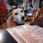 Ristorante accoglie i cani randagi e avvisa i clienti: “Non stanno facendo nulla di male”