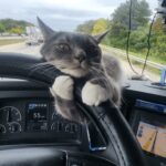 Camionista trova un gatto sotto la pioggia e lo adotta: oggi Capitán viaggia sempre con lui
