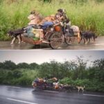 Edgardo Perros percorre migliaia di chilometri in Messico per aiutare i cani randagi