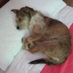 Trova un cucciolo solo in mezzo alla strada e decide di adottarlo