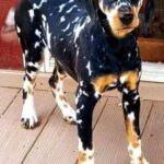 Vanno al rifugio “solo per guardare”, poi incontrano un cane terrorizzato e decidono di adottarlo