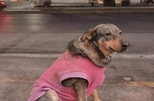 Lola arriva ogni giorno in taquería: il ristorante la presenta come parte della famiglia La cagnolina frequenta abitualmente Taquerías Torres, dove viene accolta come una presenza fissa e ricompensata con i suoi amati tacos. Non è una cliente qualunque e, a quanto pare, neppure una semplice presenza occasionale. Lola, una cagnolina che frequenta regolarmente Taquerías Torres, è diventata nel tempo una sorta di mascotte del locale, tanto che il ristorante ha deciso di dedicarle un messaggio pubblico. Nel testo, i gestori raccontano con tono affettuoso le sue abitudini e spiegano che la cagnolina ha una casa, ma continua comunque a presentarsi puntualmente nel locale. Lola è ormai una presenza fissa nella taquería Il ristorante l’ha descritta come una componente della propria famiglia, ricordando anche che fu una delle prime “clienti” del locale. Nel messaggio si legge: «Amici, lei è Lola ed è parte della famiglia di Taquerías Torres, poiché è stata la nostra prima cliente. In anticipo, se vi ha mai dato fastidio, vi porgiamo le nostre scuse, ma vogliamo dirvi che lei è una collaboratrice molto dedita: è sempre la prima ad arrivare e l’ultima ad andarsene, ovviamente ricevendo sempre la sua ricompensa. Lola ha una casa, ma a lei piace lavorare, è molto perspicace. Non rimproveratela, cercate di capirla: ha un gusto eccellente per i tacos. Noi le vogliamo molto bene e sarà sempre parte della nostra famiglia» Una presentazione ironica, ma anche molto chiara: Lola non è una randagia e non vive nel locale. Semplicemente, ama trascorrere lì parte delle sue giornate. La sua ricompensa sono i tacos Secondo quanto raccontato dai gestori, la cagnolina arriva spesso prima degli altri e rimane fino a tardi. In cambio della sua “collaborazione”, riceve anche una ricompensa, naturalmente sotto forma di cibo. Il riferimento ai tacos è diventato uno degli elementi più caratteristici del racconto, tanto che il locale scherza sul suo “gusto eccellente”. Una presenza ormai legata al locale Con il passare del tempo, Lola è diventata una figura familiare per chi lavora nella taquería e per chi la frequenta abitualmente. Il messaggio pubblicato dal ristorante serve quindi anche a spiegare la sua presenza a eventuali clienti che potrebbero non conoscerla. Per Taquerías Torres, invece, il rapporto con la cagnolina è ormai consolidato: Lola continua a presentarsi, riceve la sua ricompensa e viene considerata a tutti gli effetti una presenza stabile del locale.