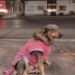 Lola arriva ogni giorno in taquería: il ristorante la presenta come parte della famiglia La cagnolina frequenta abitualmente Taquerías Torres, dove viene accolta come una presenza fissa e ricompensata con i suoi amati tacos. Non è una cliente qualunque e, a quanto pare, neppure una semplice presenza occasionale. Lola, una cagnolina che frequenta regolarmente Taquerías Torres, è diventata nel tempo una sorta di mascotte del locale, tanto che il ristorante ha deciso di dedicarle un messaggio pubblico. Nel testo, i gestori raccontano con tono affettuoso le sue abitudini e spiegano che la cagnolina ha una casa, ma continua comunque a presentarsi puntualmente nel locale. Lola è ormai una presenza fissa nella taquería Il ristorante l’ha descritta come una componente della propria famiglia, ricordando anche che fu una delle prime “clienti” del locale. Nel messaggio si legge: «Amici, lei è Lola ed è parte della famiglia di Taquerías Torres, poiché è stata la nostra prima cliente. In anticipo, se vi ha mai dato fastidio, vi porgiamo le nostre scuse, ma vogliamo dirvi che lei è una collaboratrice molto dedita: è sempre la prima ad arrivare e l’ultima ad andarsene, ovviamente ricevendo sempre la sua ricompensa. Lola ha una casa, ma a lei piace lavorare, è molto perspicace. Non rimproveratela, cercate di capirla: ha un gusto eccellente per i tacos. Noi le vogliamo molto bene e sarà sempre parte della nostra famiglia» Una presentazione ironica, ma anche molto chiara: Lola non è una randagia e non vive nel locale. Semplicemente, ama trascorrere lì parte delle sue giornate. La sua ricompensa sono i tacos Secondo quanto raccontato dai gestori, la cagnolina arriva spesso prima degli altri e rimane fino a tardi. In cambio della sua “collaborazione”, riceve anche una ricompensa, naturalmente sotto forma di cibo. Il riferimento ai tacos è diventato uno degli elementi più caratteristici del racconto, tanto che il locale scherza sul suo “gusto eccellente”. Una presenza ormai legata al locale Con il passare del tempo, Lola è diventata una figura familiare per chi lavora nella taquería e per chi la frequenta abitualmente. Il messaggio pubblicato dal ristorante serve quindi anche a spiegare la sua presenza a eventuali clienti che potrebbero non conoscerla. Per Taquerías Torres, invece, il rapporto con la cagnolina è ormai consolidato: Lola continua a presentarsi, riceve la sua ricompensa e viene considerata a tutti gli effetti una presenza stabile del locale.