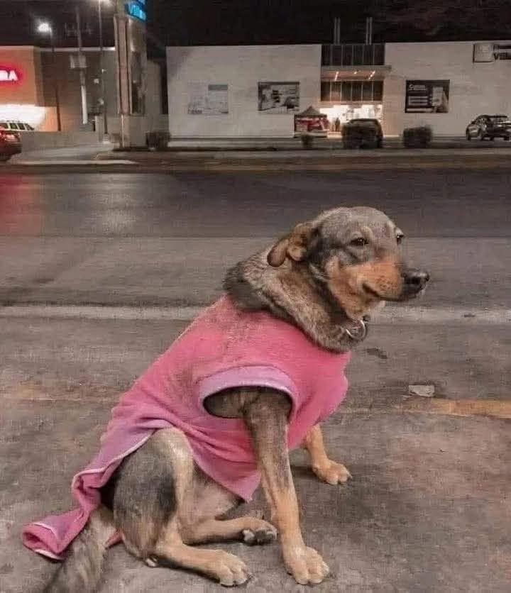 Lola arriva ogni giorno in taquería: il ristorante la presenta come parte della famiglia La cagnolina frequenta abitualmente Taquerías Torres, dove viene accolta come una presenza fissa e ricompensata con i suoi amati tacos. Non è una cliente qualunque e, a quanto pare, neppure una semplice presenza occasionale. Lola, una cagnolina che frequenta regolarmente Taquerías Torres, è diventata nel tempo una sorta di mascotte del locale, tanto che il ristorante ha deciso di dedicarle un messaggio pubblico. Nel testo, i gestori raccontano con tono affettuoso le sue abitudini e spiegano che la cagnolina ha una casa, ma continua comunque a presentarsi puntualmente nel locale. Lola è ormai una presenza fissa nella taquería Il ristorante l’ha descritta come una componente della propria famiglia, ricordando anche che fu una delle prime “clienti” del locale. Nel messaggio si legge: «Amici, lei è Lola ed è parte della famiglia di Taquerías Torres, poiché è stata la nostra prima cliente. In anticipo, se vi ha mai dato fastidio, vi porgiamo le nostre scuse, ma vogliamo dirvi che lei è una collaboratrice molto dedita: è sempre la prima ad arrivare e l’ultima ad andarsene, ovviamente ricevendo sempre la sua ricompensa. Lola ha una casa, ma a lei piace lavorare, è molto perspicace. Non rimproveratela, cercate di capirla: ha un gusto eccellente per i tacos. Noi le vogliamo molto bene e sarà sempre parte della nostra famiglia» Una presentazione ironica, ma anche molto chiara: Lola non è una randagia e non vive nel locale. Semplicemente, ama trascorrere lì parte delle sue giornate. La sua ricompensa sono i tacos Secondo quanto raccontato dai gestori, la cagnolina arriva spesso prima degli altri e rimane fino a tardi. In cambio della sua “collaborazione”, riceve anche una ricompensa, naturalmente sotto forma di cibo. Il riferimento ai tacos è diventato uno degli elementi più caratteristici del racconto, tanto che il locale scherza sul suo “gusto eccellente”. Una presenza ormai legata al locale Con il passare del tempo, Lola è diventata una figura familiare per chi lavora nella taquería e per chi la frequenta abitualmente. Il messaggio pubblicato dal ristorante serve quindi anche a spiegare la sua presenza a eventuali clienti che potrebbero non conoscerla. Per Taquerías Torres, invece, il rapporto con la cagnolina è ormai consolidato: Lola continua a presentarsi, riceve la sua ricompensa e viene considerata a tutti gli effetti una presenza stabile del locale.