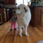 Fa annusare al cane la tutina del neonato prima del rientro a casa: Belle riconosce subito Leo