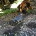 Cagnolino veglia per quattro giorni un uccello ferito nascosto sotto un camion