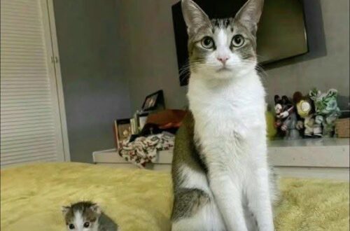 La gatta sterile trova un cucciolo abbandonato e lo porta a casa: «Ha scelto di essere mamma» Quando è stata adottata, qualche anno fa, la sua famiglia sapeva già che non avrebbe mai potuto avere cuccioli. Eppure, una notte, quella gatta ha fatto qualcosa che la sua proprietaria non avrebbe dimenticato facilmente. È rientrata portando con sé un piccolo gattino trovato all’esterno. Lo ha accompagnato fino a casa e lo ha lasciato delicatamente ai piedi della donna che, anni prima, aveva scelto di salvarla e accoglierla. Un gesto semplice, ma capace di commuovere profondamente la sua umana, che ha interpretato quella scena quasi come una richiesta d’aiuto: quel cucciolo era solo e aveva bisogno di qualcuno che si prendesse cura di lui. La gatta non può avere piccoli suoi, ma davanti a quel gattino abbandonato ha mostrato un comportamento che alla proprietaria è sembrato immediatamente materno. Da quel momento la decisione è stata presa: il piccolo resterà con loro. La donna ha scelto di occuparsene insieme alla sua gatta, trasformando un ritrovamento inatteso nell’inizio di una nuova convivenza. «Non può avere figli, ma ha scelto di essere madre a modo suo», racconta. E per il gattino appena arrivato ci saranno così due presenze pronte a prendersene cura: una umana e una felina, unite attorno a quel piccolo trovato solo durante la notte.