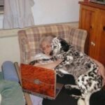 Casey, il cane che nessuno voleva: «Si ricordava di me e corse ad abbracciarmi»
