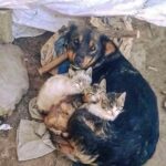 Cane randagio viveva tra le macerie, poi trova tre gattini e non li abbandona più