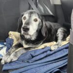 Trova un cucciolo solo in strada e decide di adottarlo: «Ora siamo una famiglia»