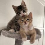 Due gattini trovati sotto la pioggia: oggi vivono insieme e non si separano mai