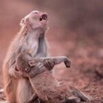 Tiene il piccolo tra le braccia come per dirgli addio, poi il cucciolo si salva