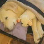 Addio a Rocky dopo 13 anni insieme: «Il mio cuore è a pezzi»
