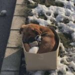 Abbandonata nella neve con i cuccioli, una mamma cane li protegge fino ai soccorsi