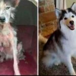 «Se porti a casa quel cane, ti lascio»: un anno dopo lui non ha rimpianti
