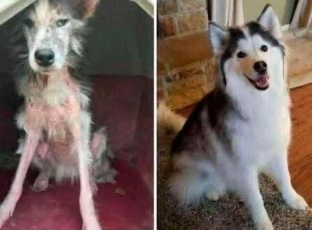 «Se porti a casa quel cane, ti lascio»: un anno dopo lui non ha rimpianti Aveva trovato il cane magro e spaventato vicino casa. Scelse di salvarlo, perdendo la relazione ma guadagnando un compagno inseparabile. «Se porti a casa quel cane, ti lascio». La scelta era stata posta in termini netti, senza spazio per compromessi. L’uomo aveva trovato il cane a pochi isolati da casa, magro, impaurito e in evidente difficoltà. Davanti a quella scena aveva deciso di non voltarsi dall’altra parte e di portarlo con sé. La conseguenza, secondo il suo racconto, fu la fine della relazione con la compagna. Un anno dopo, il cane è sano e felice Da quel giorno è trascorso un anno. Oggi l’uomo è single, ma il cane che aveva raccolto per strada è completamente cambiato: è sano, sereno e vive accanto a lui. Quel cucciolo impaurito è diventato un compagno fedele, capace di restituire ogni giorno l’affetto ricevuto. Guardandosi indietro, il proprietario non sembra avere alcun dubbio sulla decisione presa. «Ho fatto la scelta giusta? Non ho alcun dubbio», scrive. Una scelta che gli è costata una relazione, ma che ha cambiato per sempre la vita di un animale che, senza quell’intervento, sarebbe rimasto solo per strada.