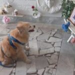 Pocho muore dopo 16 anni di visite alla tomba della donna che lo adottò