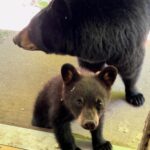 L’orsa torna nel luogo dove era cresciuta, questa volta con il cucciolo