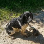 Max sopravvive dopo essere stato gettato nel fiume con un peso al collo