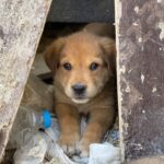 Cucciolo trovato sporco e pieno di pulci: «Finalmente non è più solo»
