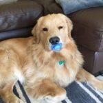 Max, il cane che combatte la paura stringendo un ciuccio tra i denti