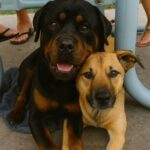 Due cani inseparabili salvati dal rifugio: una donna decide di adottarli insieme