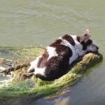 Cagnolina anziana intrappolata in un carrello nel canale: salvata dai vigili del fuoco