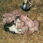 Muore la mamma maialina, un gatto del fienile si prende cura dei piccoli