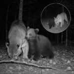 Un leone di montagna divide il cibo con un cucciolo di orso, Yosemite un legame fuori dall’ordinario