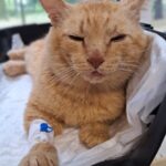 Gatto trovato debole, il microchip porta ai proprietari: «Non lo vogliamo più»