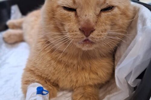 L’animale era in difficoltà e rifiutava cibo e acqua. Dopo il controllo veterinario è emersa una storia di abbandono.