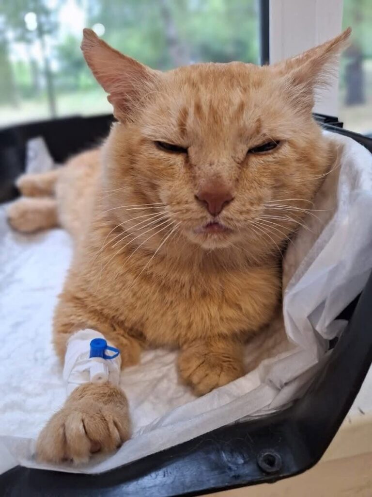 L’animale era in difficoltà e rifiutava cibo e acqua. Dopo il controllo veterinario è emersa una storia di abbandono.