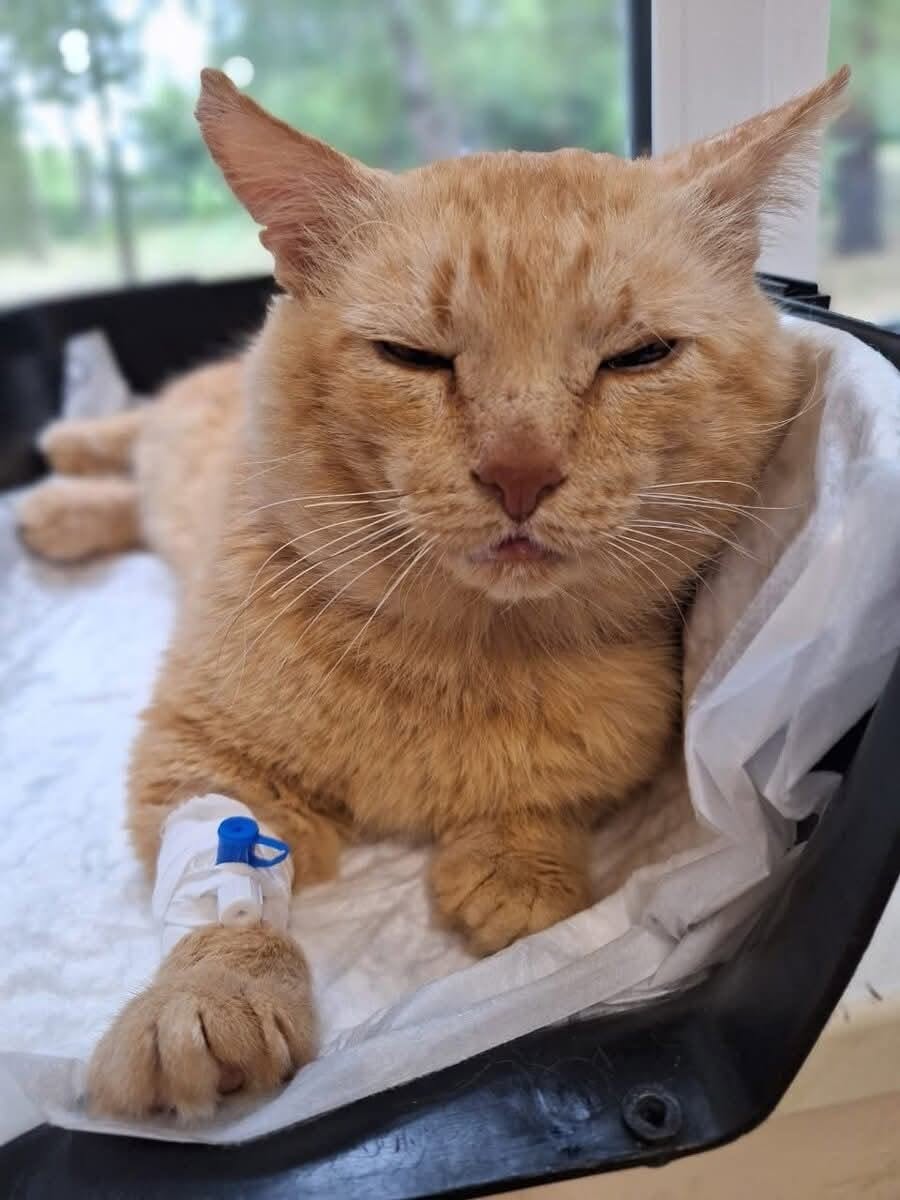L’animale era in difficoltà e rifiutava cibo e acqua. Dopo il controllo veterinario è emersa una storia di abbandono.