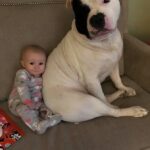 Le dicevano di allontanare il cane prima del parto, oggi veglia sulla sua bambina