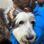 Addio al bobtail di 14 anni: «Mi sento in colpa per aver scelto l’eutanasia»
