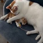 Rico, il gatto salvato dalla strada che oggi consola gli animali in clinica