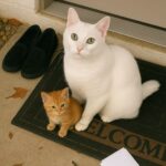 Gatto sordo salva una cucciola trovata in giardino e non la lascia più