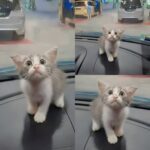 Trova una gattina sul cofano dell’auto, lei sale da sola e cambia tutto