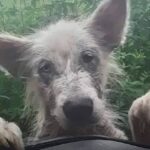 Un cucciolo denutrito chiede aiuto sulla strada, il camionista non riesce a lasciarlo lì