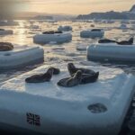 Le foche perdono il loro habitat, ma sulle capsule norvegesi mancano conferme