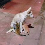 Cagnolina perde i suoi cuccioli e accoglie una cucciolata di gattini rimasti senza madre