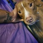 Simba, il pitbull inseparabile dal suo padrone: «È il mio protettore e il mio cuore»